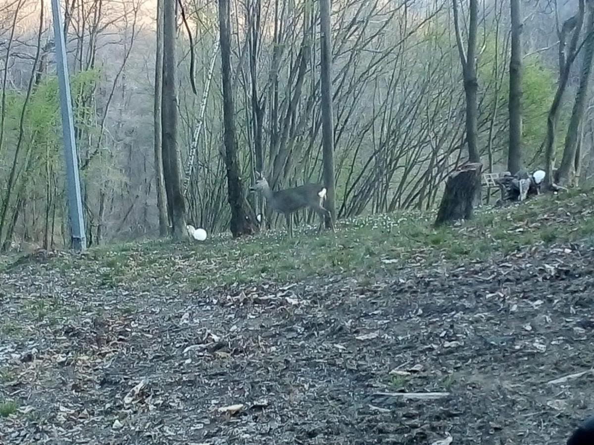 Appartamento La Casa Nel Bosco Rueglio Buitenkant foto